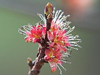 Spring Bud 3